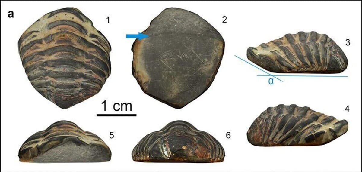    Первый римский амулет из трилобита найден при раскопках в Испании / © Fernández-Fernández et al., Archaeological and Anthropological Sciences (2025)