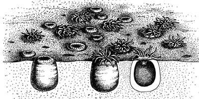 Старая реконструкция немианы.