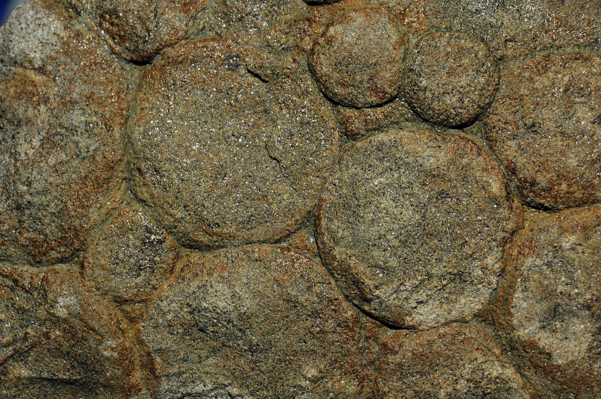 Окаменевший образец немиан.