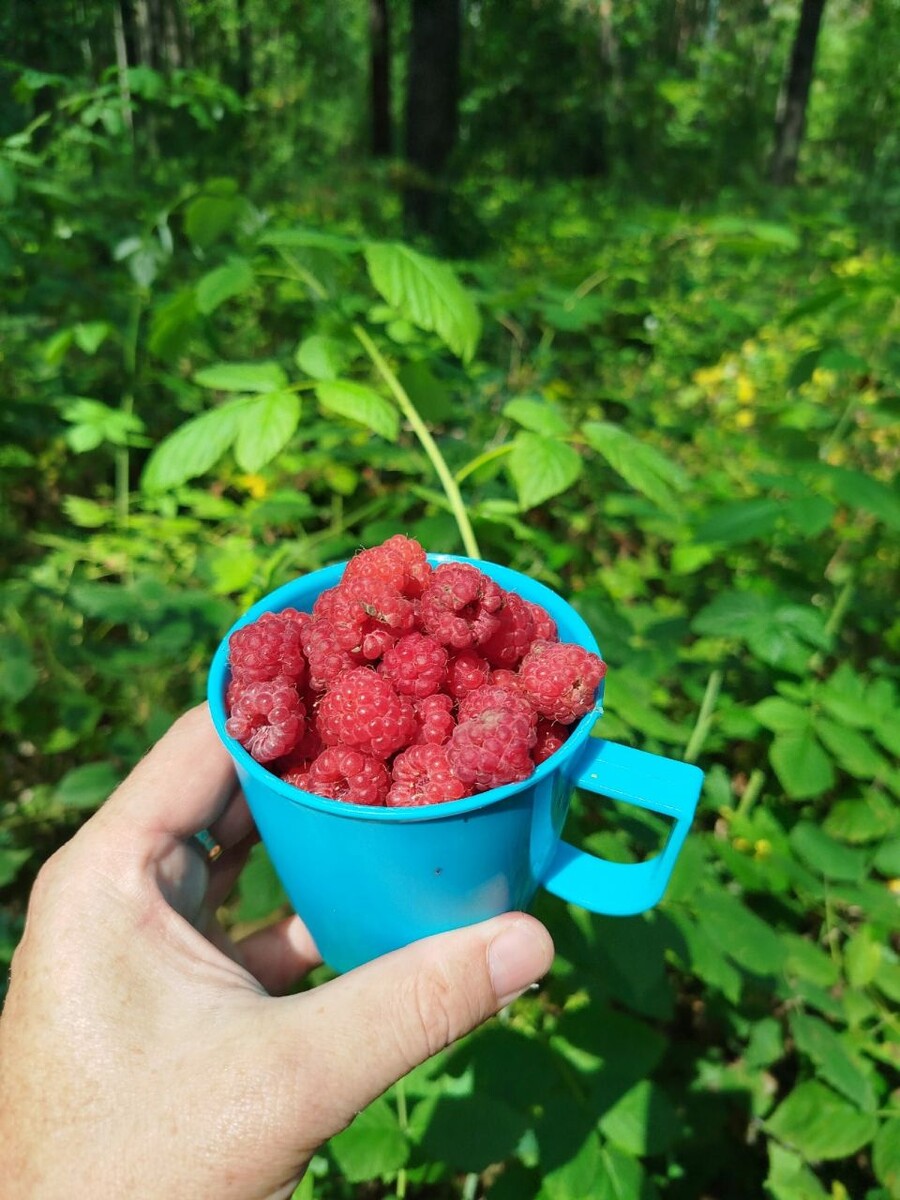    Малина. Источник: участники сообщества "Грибы и Грибники Алтайского края", vk.com/gribniki22rus