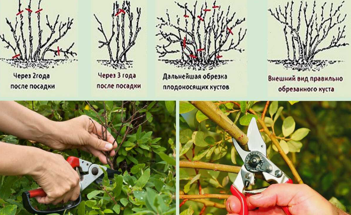 Как правильно обрезать жимолость