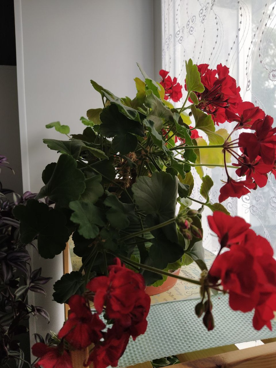 Моя прелесть