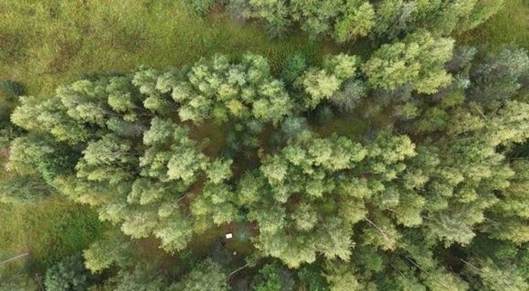     Эксперимент по выращиванию зерновых подсечно-огневым способом запустили российские ученые
