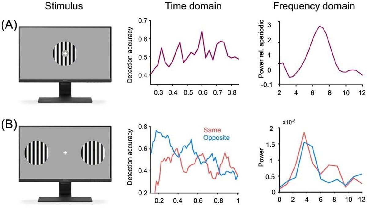    Результаты измерения временной нейронной динамики внимания участников эксперимента, наблюдавших за одним и двумя объектами перед глазами / © Daniele Re et al.