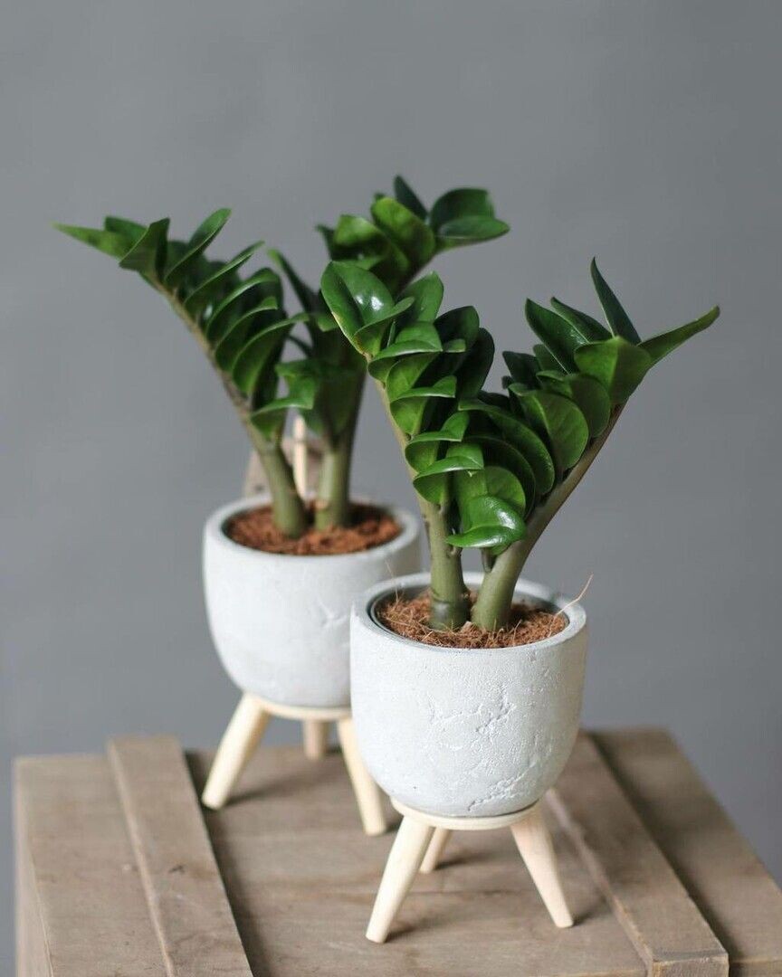 Фото взяты с Pinterest