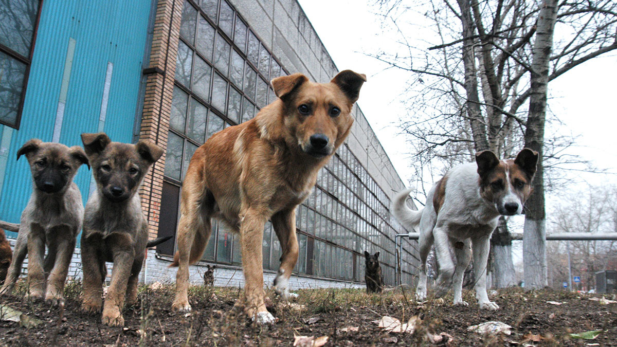 ©Олег Дьяченко/ТАСС