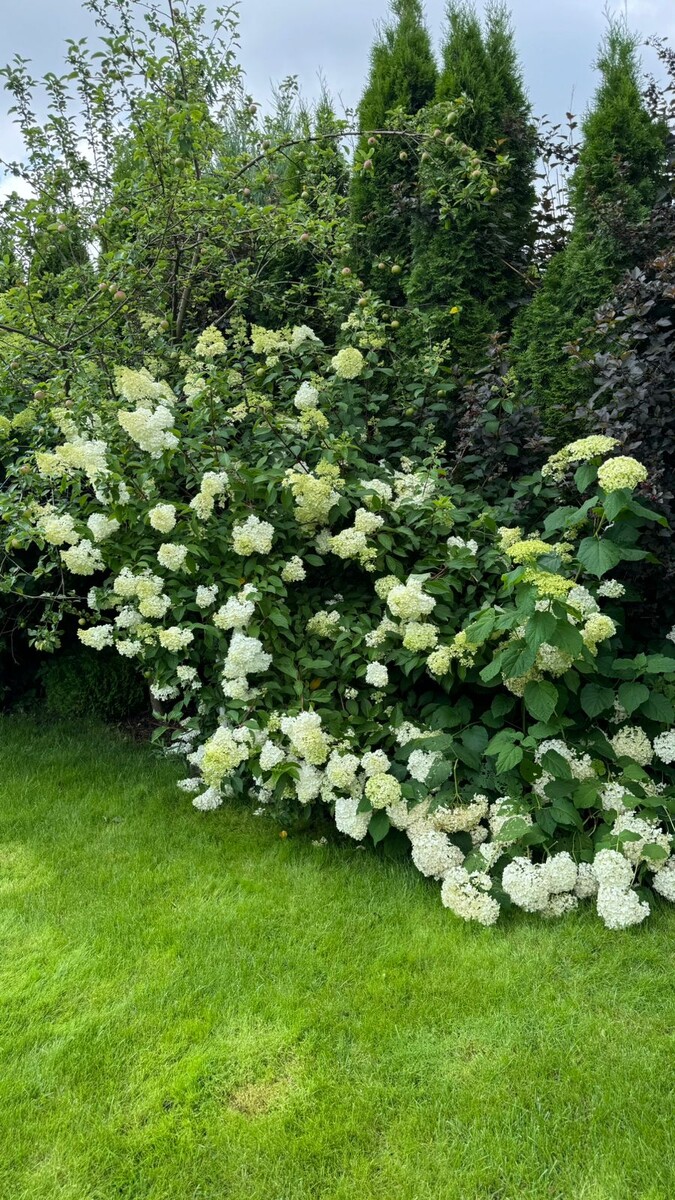 Ванила и древовидная Анабель