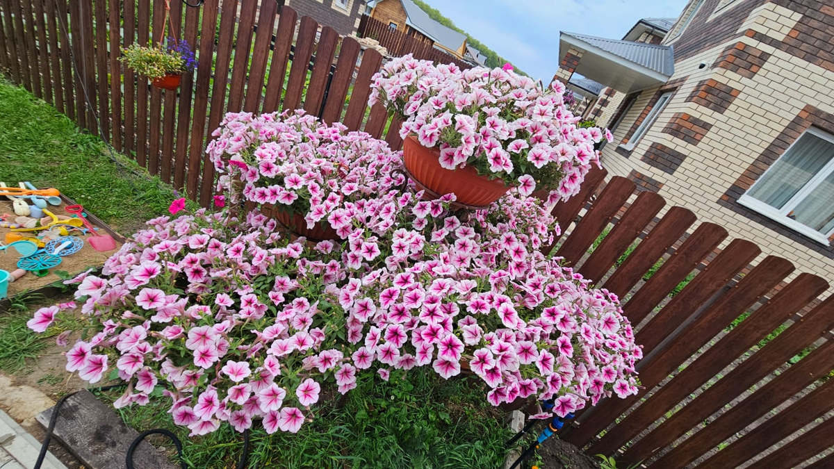 Петунии - это наша "слабость"