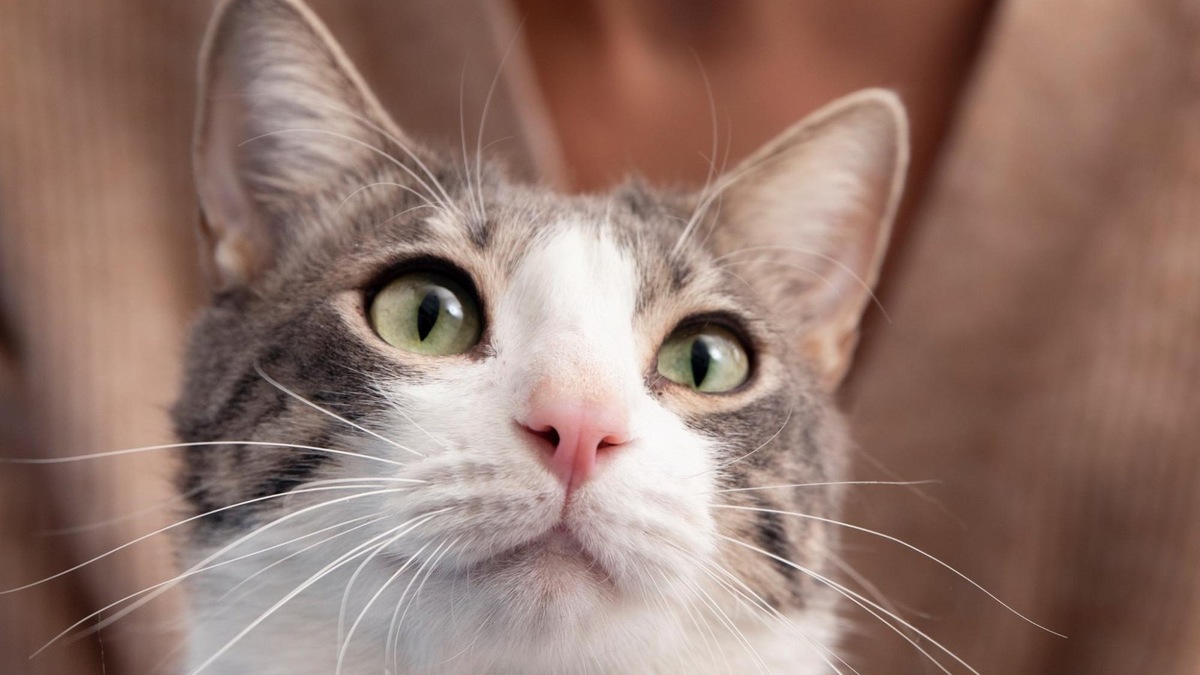    Вот почему кошки обходят уксус стороной — их обоняние в 14 раз чувствительнее нашего.