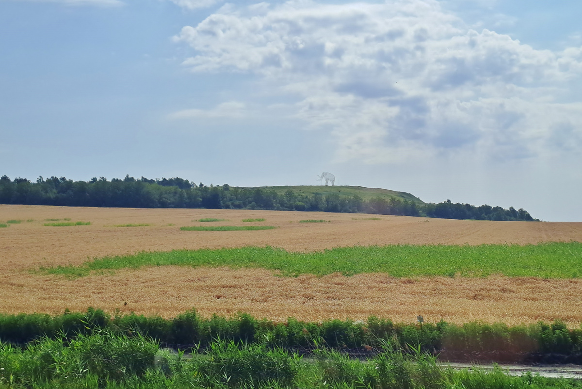Слоны в Стврополе везде. И это не случайно.