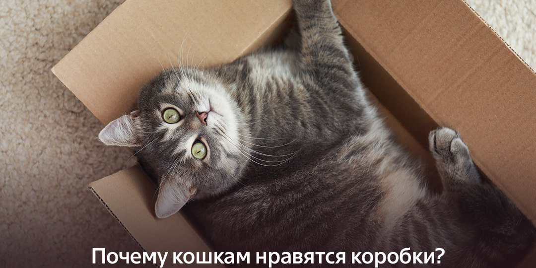 Почему кошкам нравятся коробки?