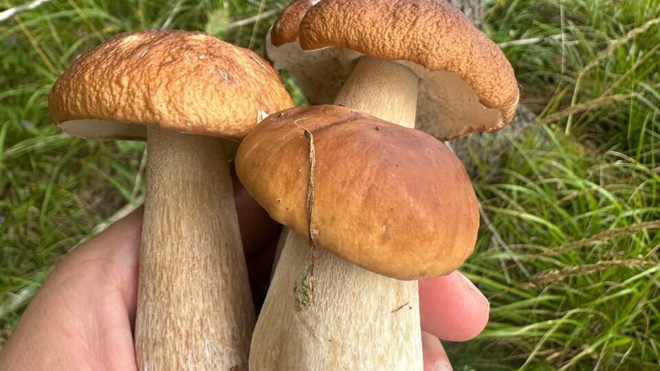 По грибы: Кому улыбнется удача?