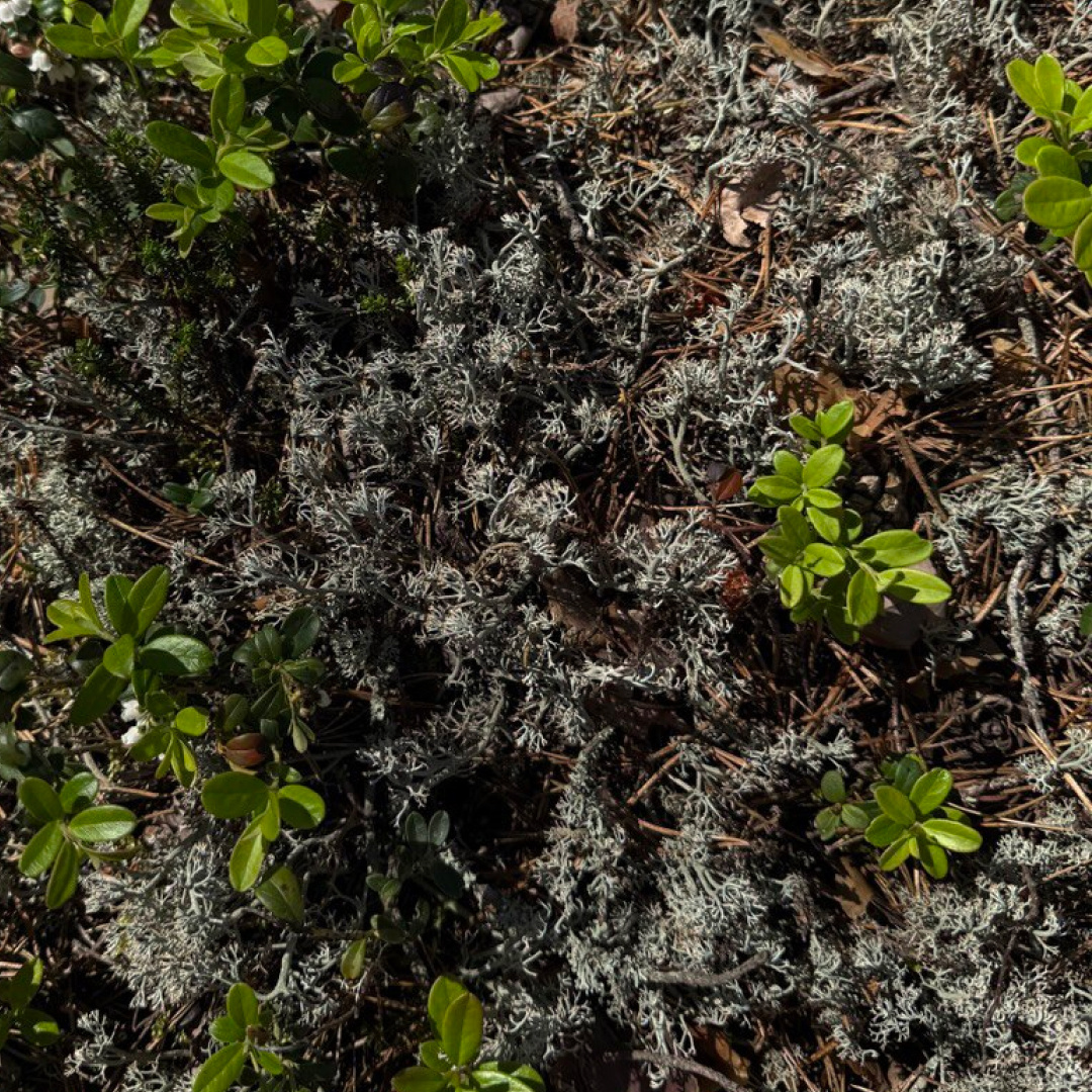 Лишайники на Курорте Ярви.