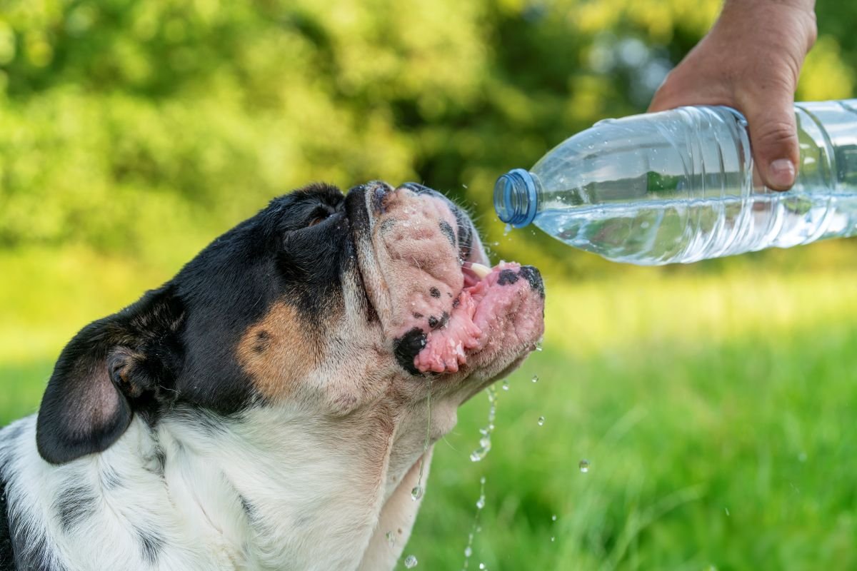 Фото: Iryna Melnyk / GettyImages