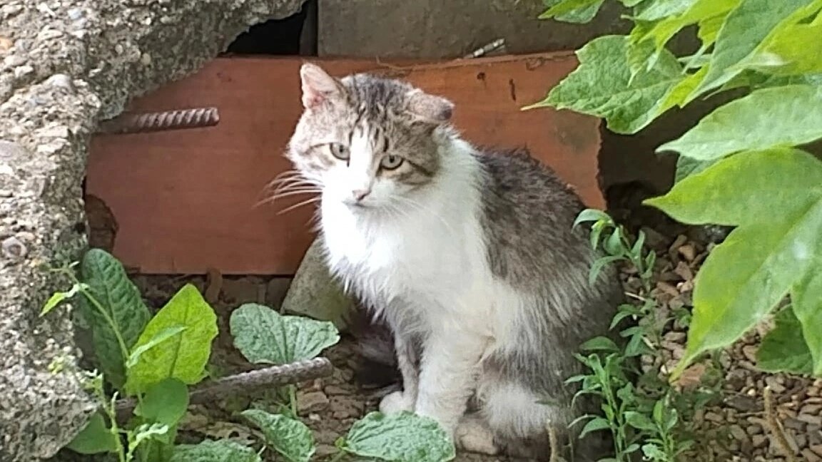 В каждом дворе нашего города можно увидеть бездомных животных