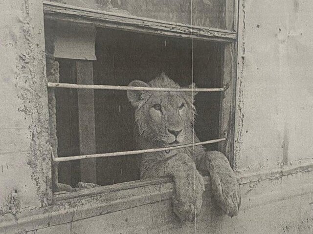    Фото: телеграм-канал "Суды Югры"