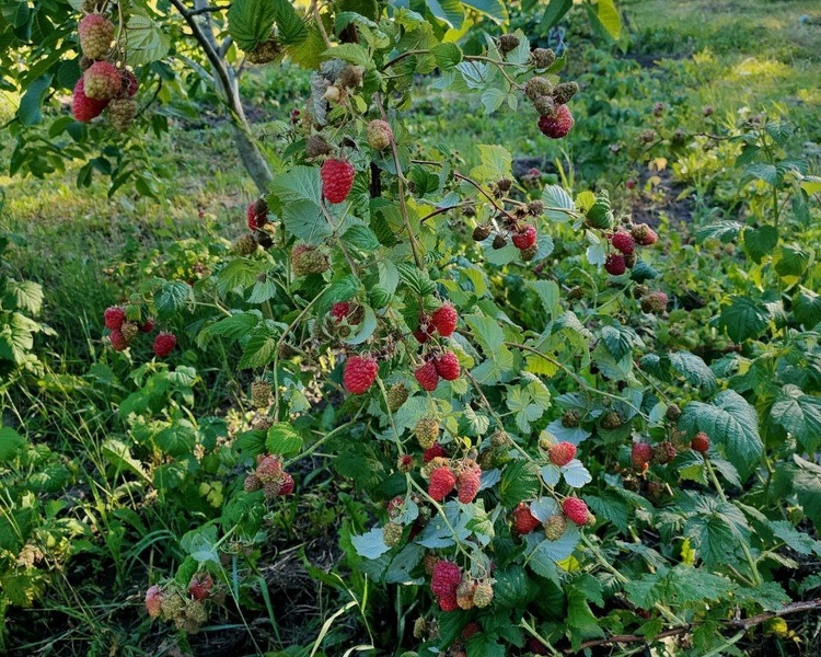     В Курской области 24 июля ожидаются грозы и +27 градусов
