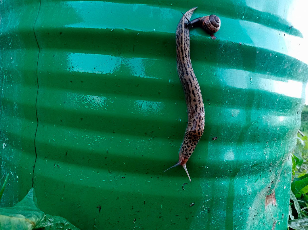 В Петербурге и Ленинградской области все чаще встречаются рыжие слизни.  Фото: Фото: ФедералПресс / Татьяна Буторина