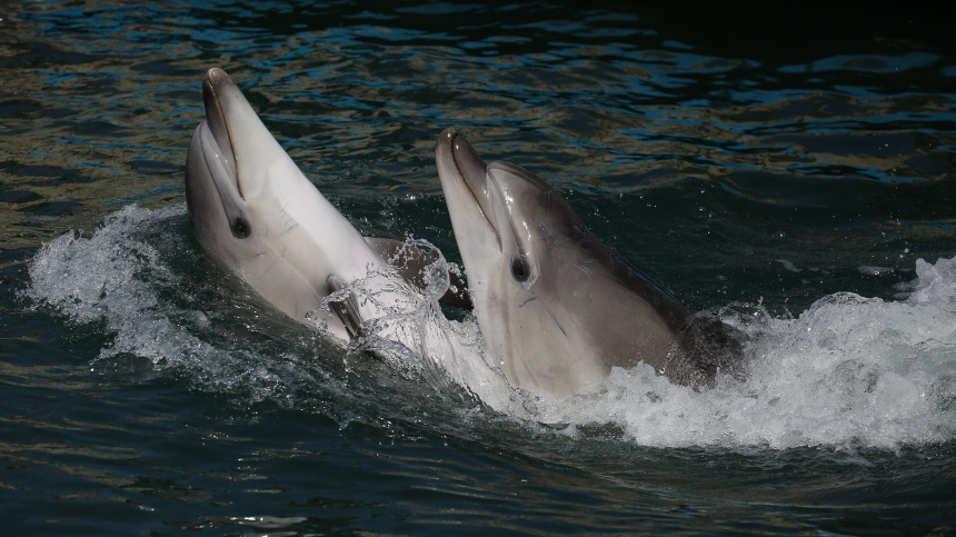    Фото: © РИА Новости/Виталий Тимкив; 5-tv.ru