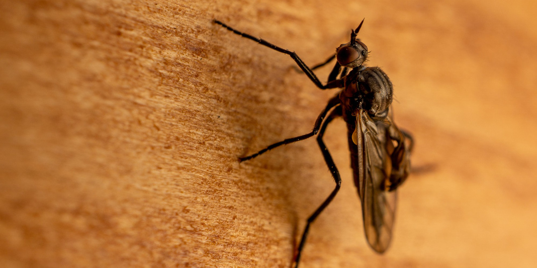 Как избавиться от мошек на кухне: 5 способов без химии