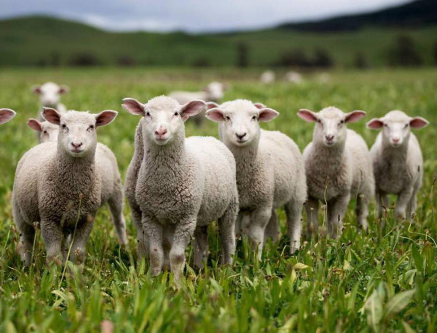     Ученые планируют вывести белорусскую породу коз