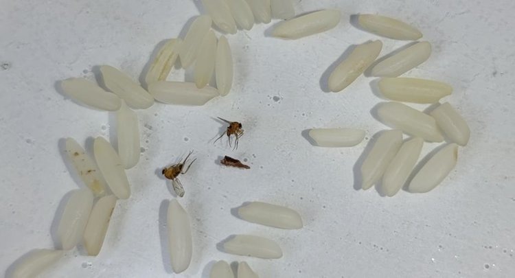    Фото: ФГБУ ЦОК АПК