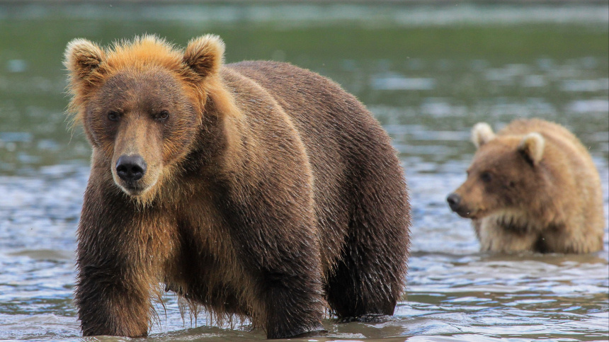    Фото: www.globallookpress.com/Toni Pfaffenbauer; 5-tv.ru
