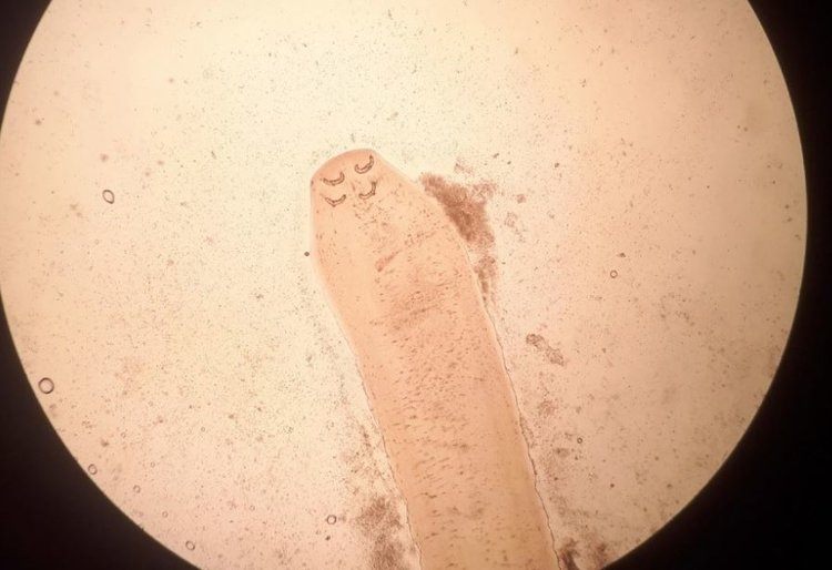    Фото: Национальный центр безопасности рыбной и сельскохозяйственной продукции