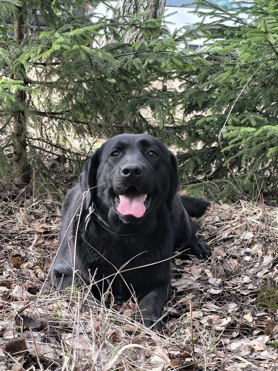 Фото: Российская школа подготовки собак-проводников Всероссийского общества слепых. Аки в возрасте 1,5 года