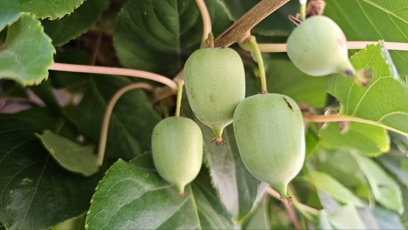      Фото: Администрация Предгорного округа