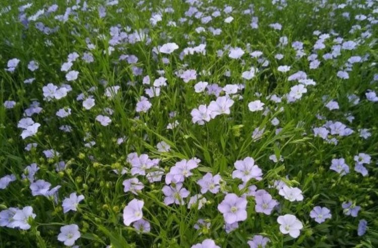    Фото: Филиал Россельхозцентра по Калининградской области