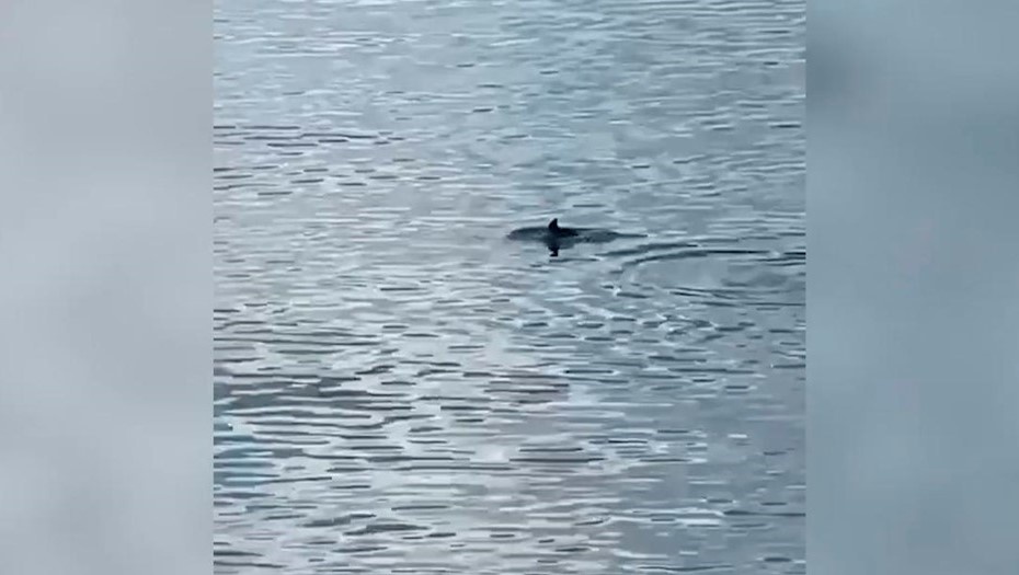    Дельфин в Финском заливе. Автор фото: Пресс-служба Института океанологии имени П.П. Ширшова РАН.