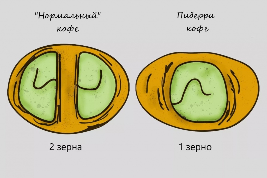 Фото картинки из Pinterest сравнения обычного кофейного зерна с двумя развитыми зернами внутри, с необычном "пиберри" 