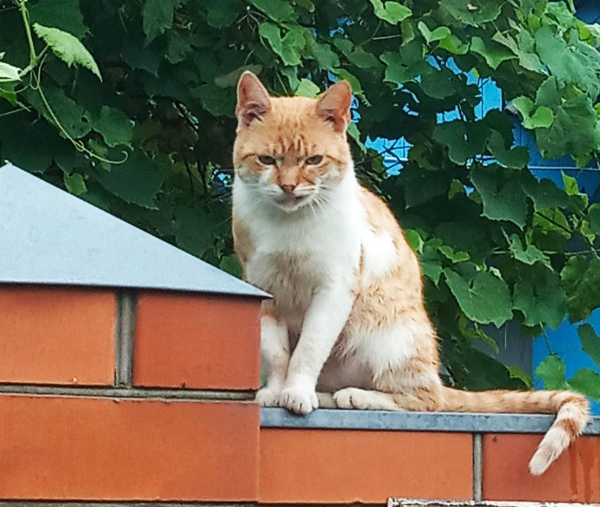 Ежегодно на улицах Краснодарского края оказываются десятки тысяч кошек и собак