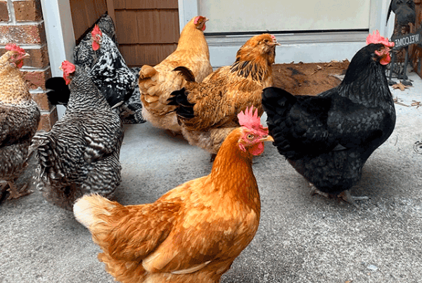 Руководство по содержанию кур-несушек кратко – советы экспертов и секреты продуктивности