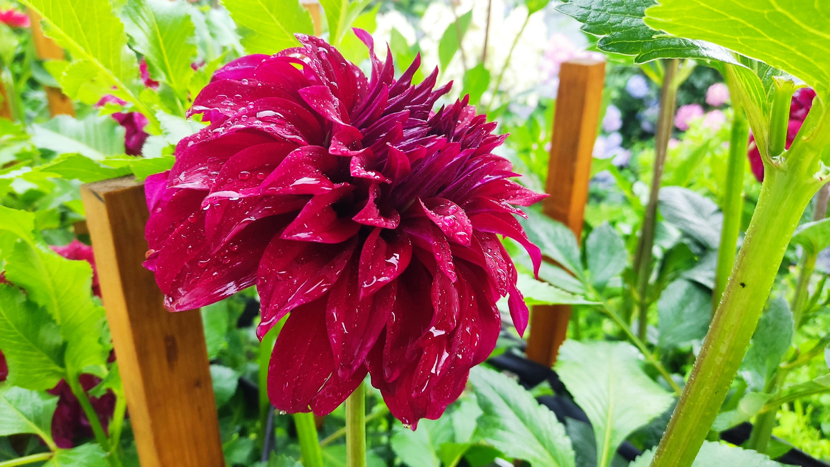  Слизни и улитки плодятся с удвоенной скоростью