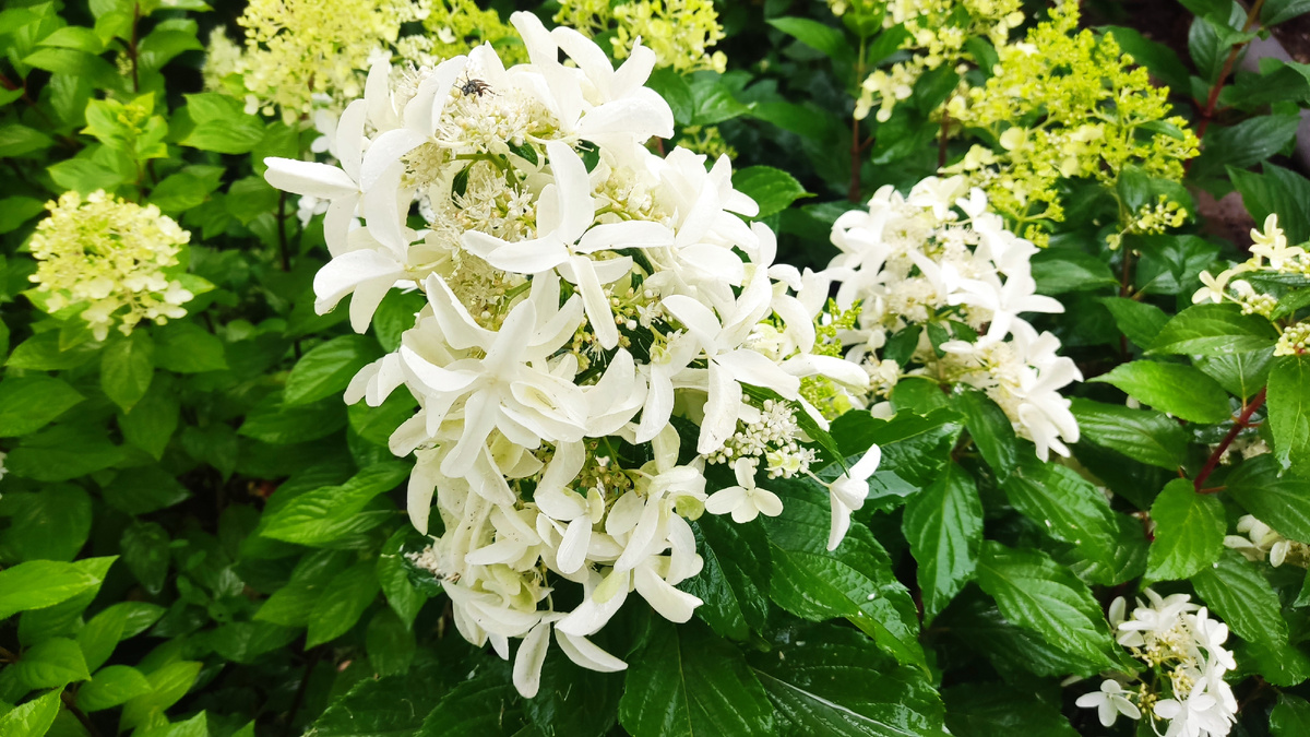  Стебли становятся мягкими и ломкими, растение легко повреждается ветром.