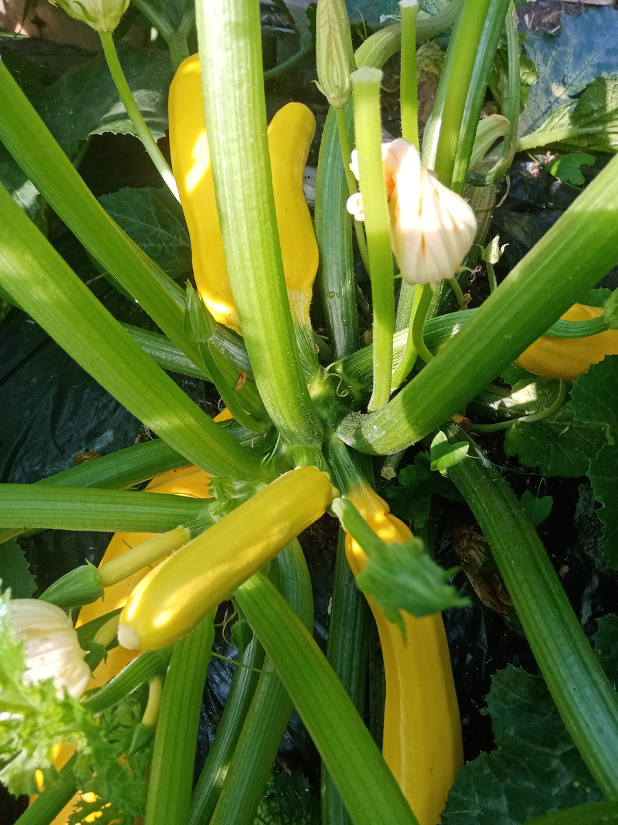 Самый любимый сорт "Жёлтый банан". 