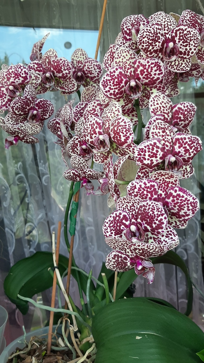 Фаленопсис дикий кот. Все фото и цветы в статье- автора блога 