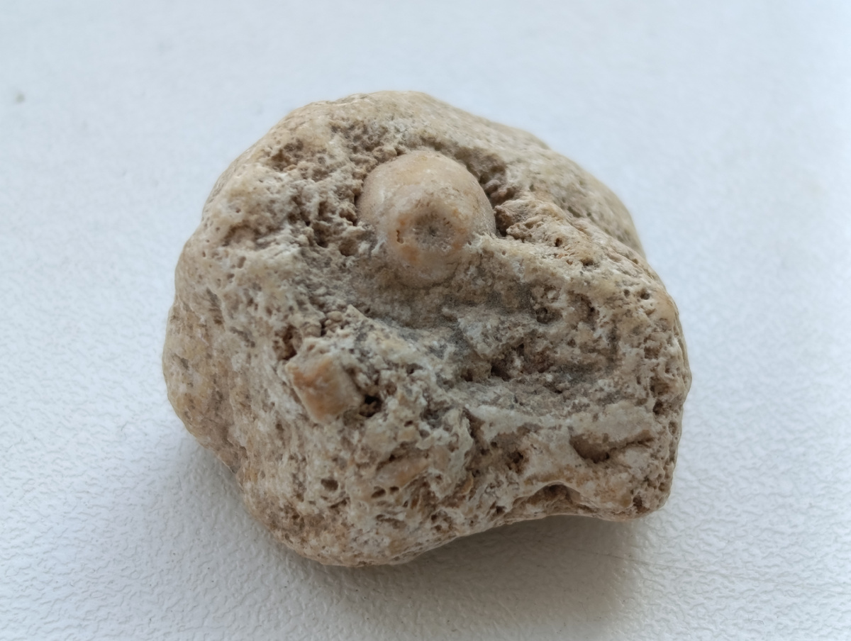 Корень морской лилии