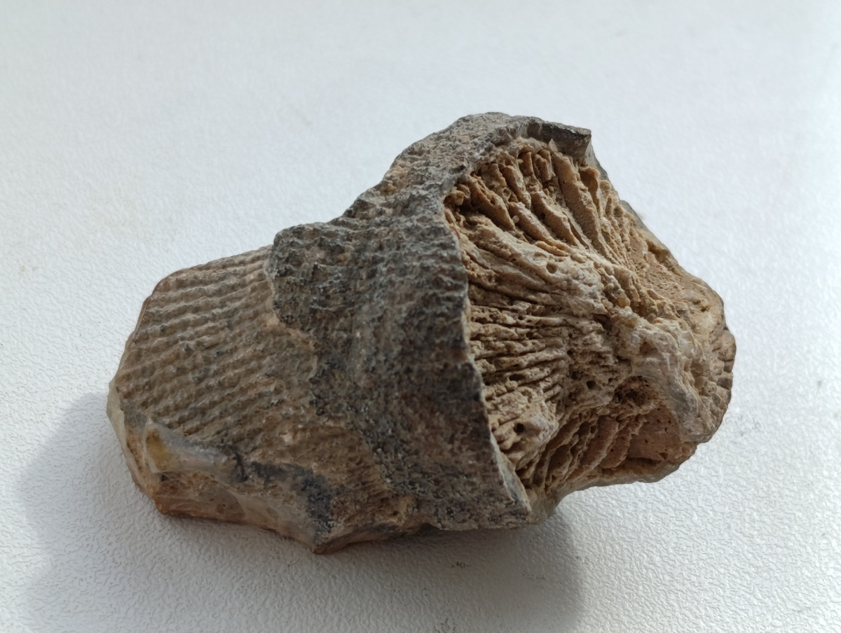 Одиночный коралл ругоза