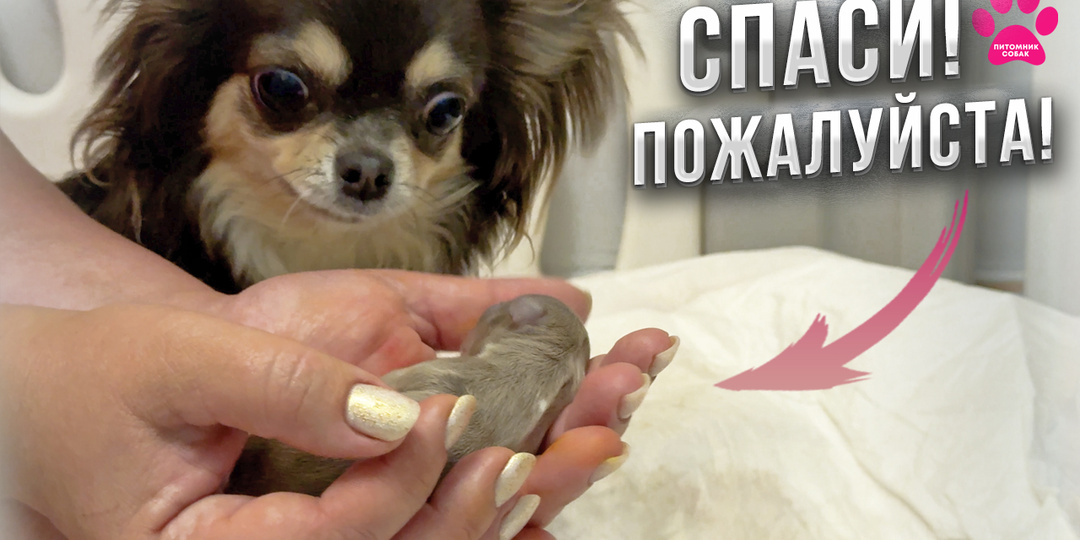 Битва за жизнь новорожденного щенка на глазах его мамы! Новое видео!