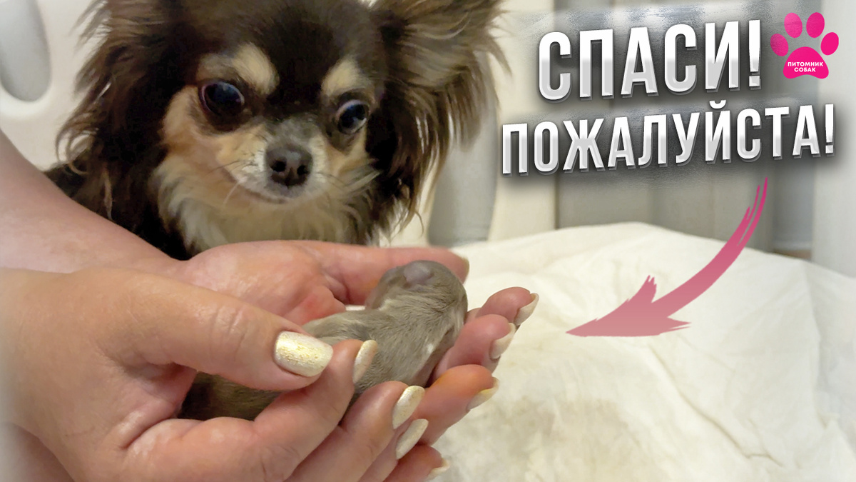 Рождение щенков чихуахуа