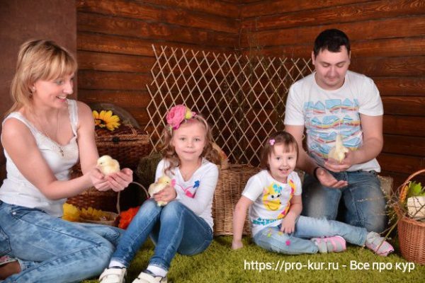 Что нового в птицеводстве в 2025 году дома и на фабрике? Да особо и ничего!