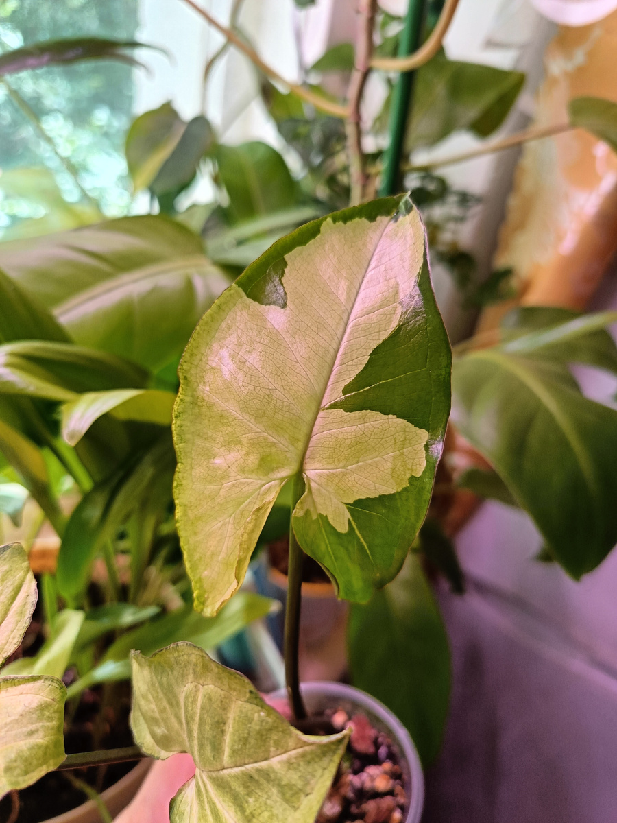 Сингониум Panda White form 