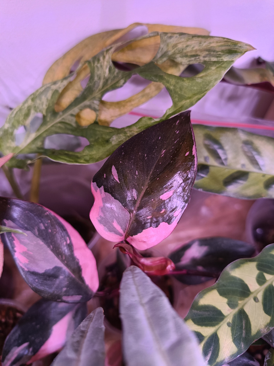 Филодендрон Pink Princess 