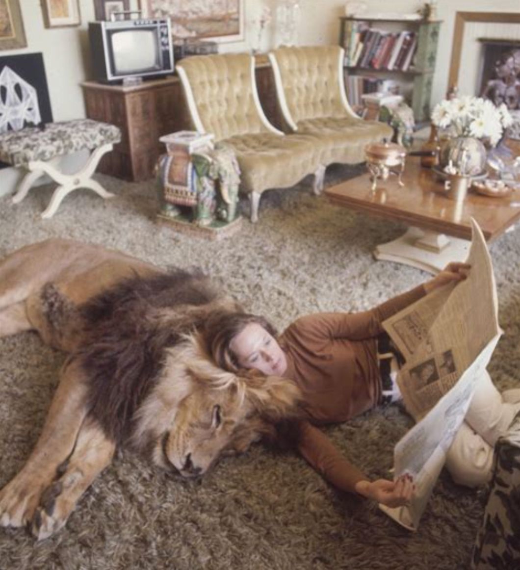 Типпи удобно устроилась с газетой на спине льва в гостиной