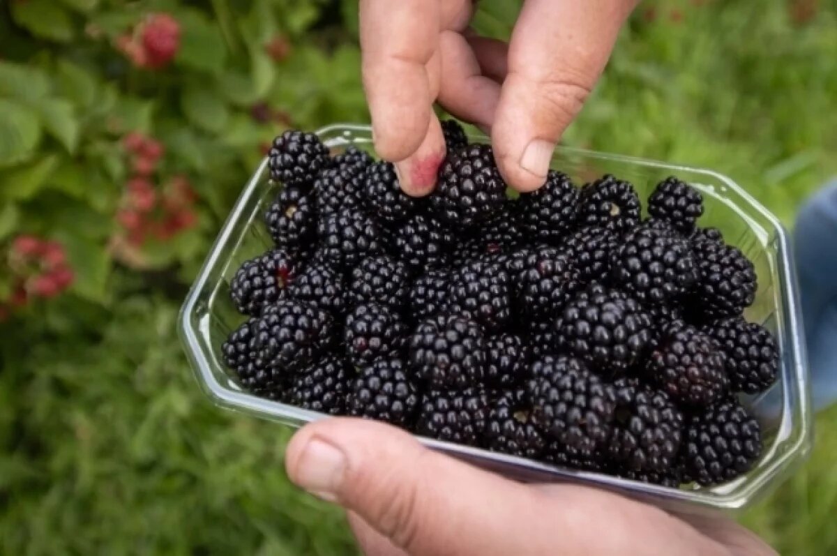    Врач Гузман рассказала о вреде ежевики