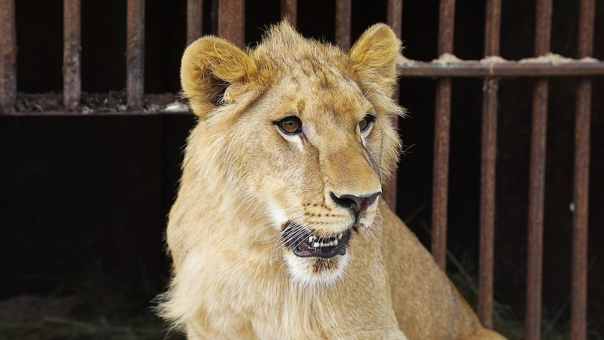    Сургутянин заплатит штраф за содержание льва Хариса