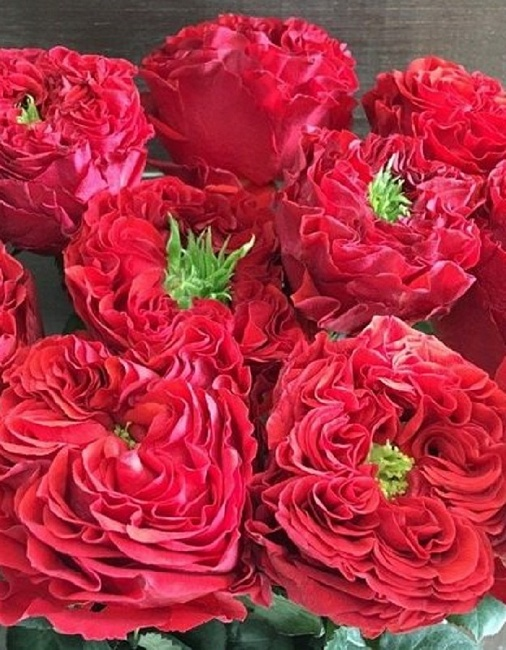 Роза чайно-гибридная Ред Ай